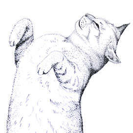 котик нежится