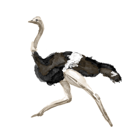  Ostrich