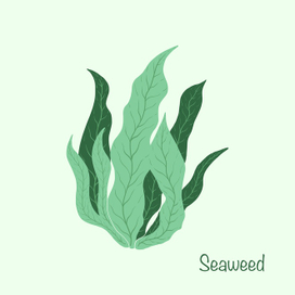 Морская капуста