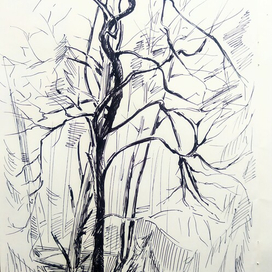 Лес в ноябре