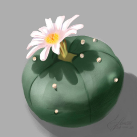  Кактус лофофора