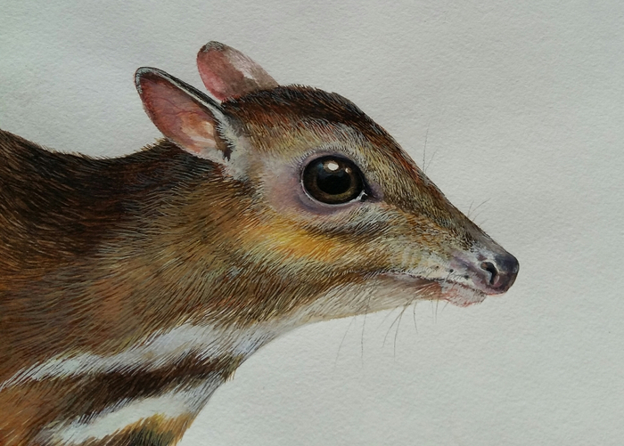 Канчиль забыл о ловушке, но ловушка не забыла о канчиле. Индонезийская пословица.