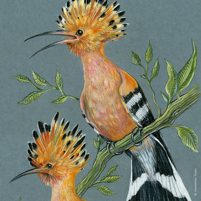 Удоды. Фрагмент.