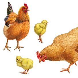 Суповой набор