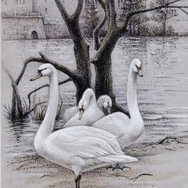 Прага. Лебеди.