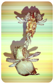 Летающие слоны