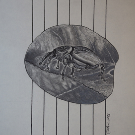 "Долгоносик"