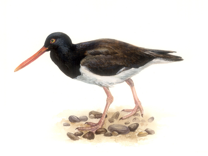 Кулик-сорока