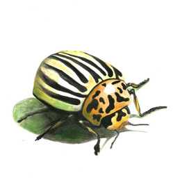 Колорадский