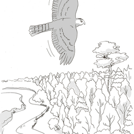 Сокол Андрей