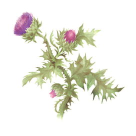 Чертополох