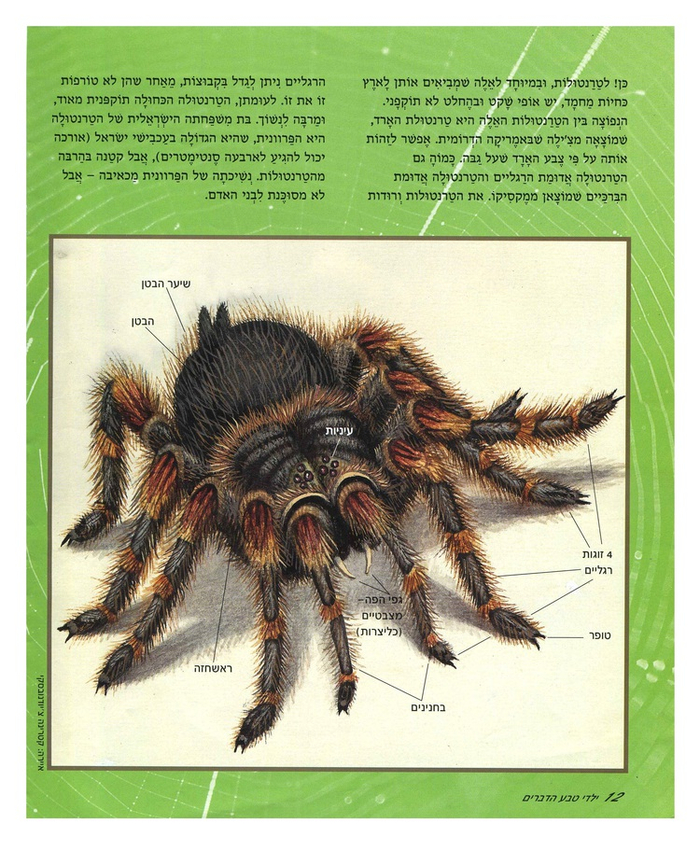 Журнал "Тева дварим","Черная вдова".