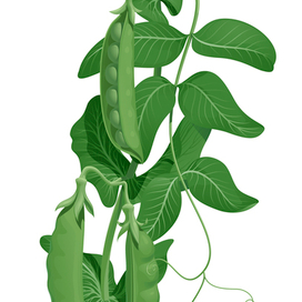 Зеленый горошек