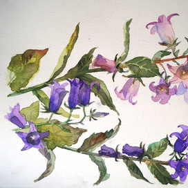 колокольчики