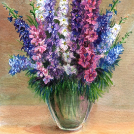 Разноцветный дельфиниум 