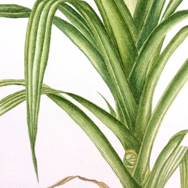 Панданус, или Винтовая пальма. Фрагмент акварельной ботанической иллюстрации.