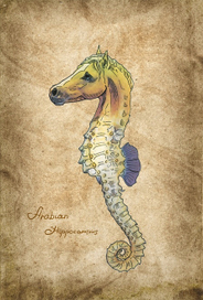 Морской конек