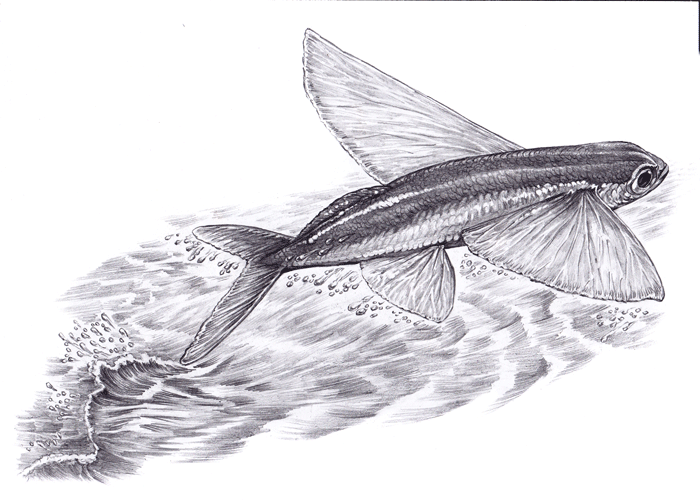 Летучая рыба