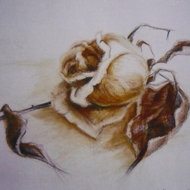 увядшая роза