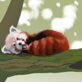 уютное утро панды 