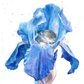 Мышонок спит в ирисе.