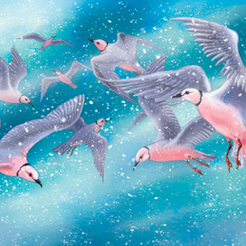 Северное сияние (Розовая чайка)