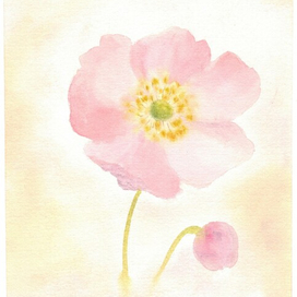 Нежность анемона