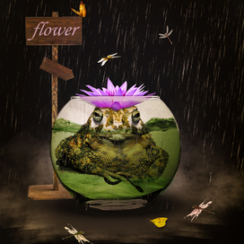 Коварная лягушка 