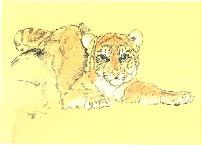 Год Тигра. Тигр Амурский