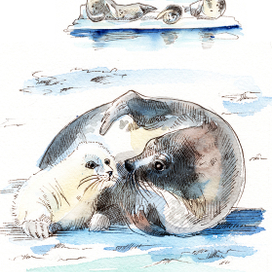 Нерпа с детынышем