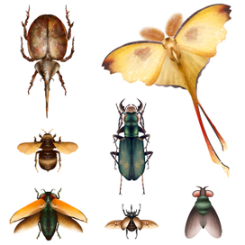 wildlife, the world of living insects 