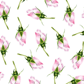 Pink rose bud watercolor pattern