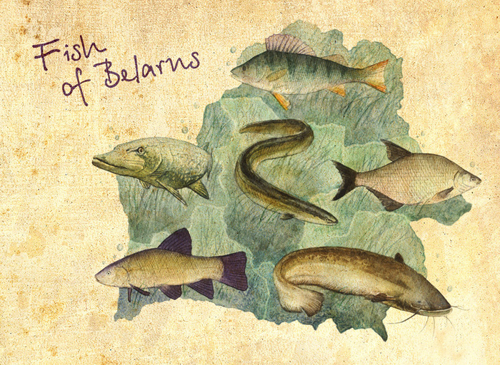 Рыбы Беларуси