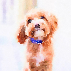 Собаки и кошки акварелью