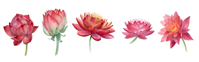 Лотосы и лилии