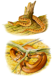 Щитомордник; Тайпан