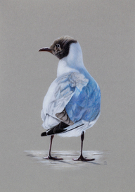 Озерная чайка