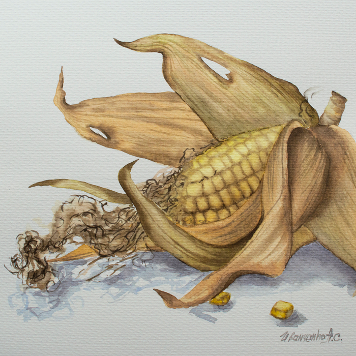 Акварель Кукуруза