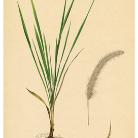 Ботаническая иллюстрация