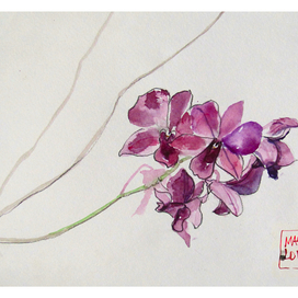 Орхидеи
