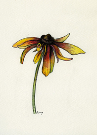 дачные зарисовки