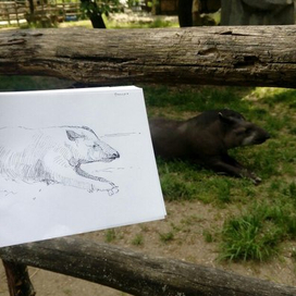 Зарисовка в зоопарке 