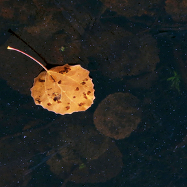 Сон листика ..