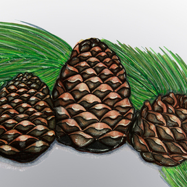 Cedar Cones 