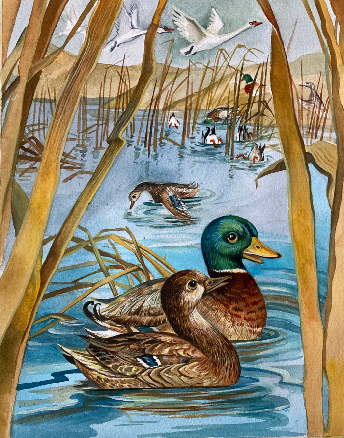 Серая шейка 