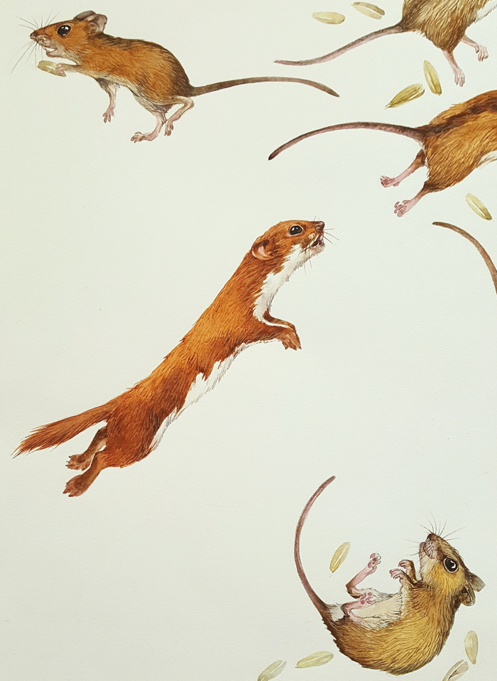 Самый маленький хищник в мире. Картинка из книги "Кто на свете меньше всех?"