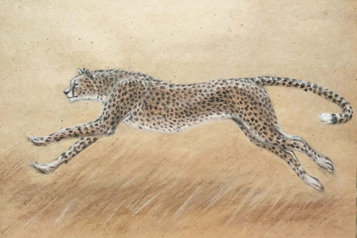 Гепард. Начало охоты. 