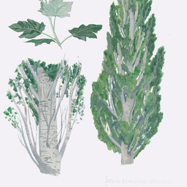 Тополь серебристый