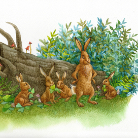 семейство зайцев