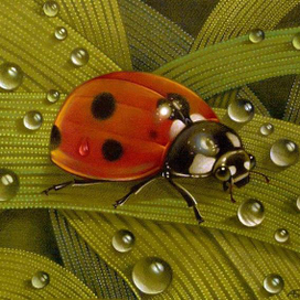 Божья Коровка